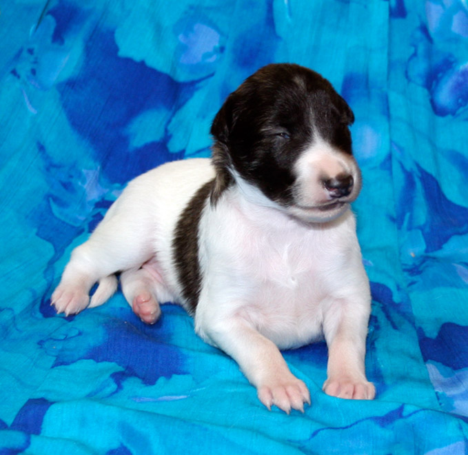 Surf Spots - Boy 2 Front 2